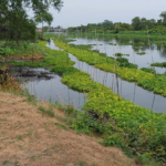 ขายที่ดินตำบลคลองดัน-บ้านแพ้วติดริมคลองดำเนินสะดวก