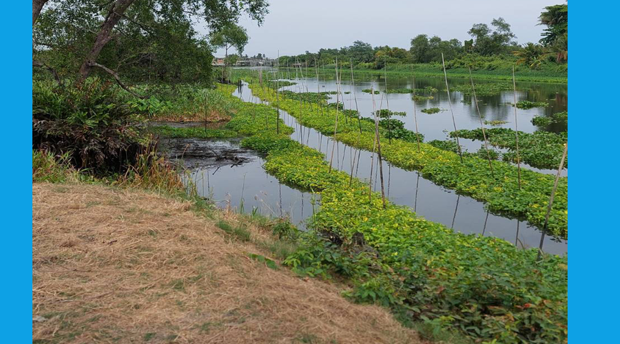 ขายที่ดินตำบลคลองดัน-บ้านแพ้วติดริมคลองดำเนินสะดวก