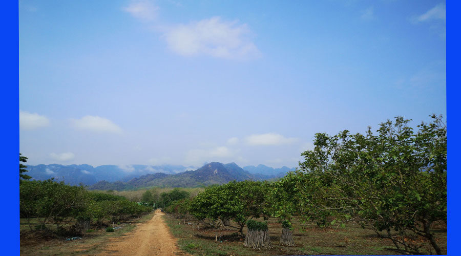 ที่ดินแบ่งขายกลางหุบเขาทองผาภูมิ ขายที่ดินกาญจนบุรี-พร้อมสวนผลไม้